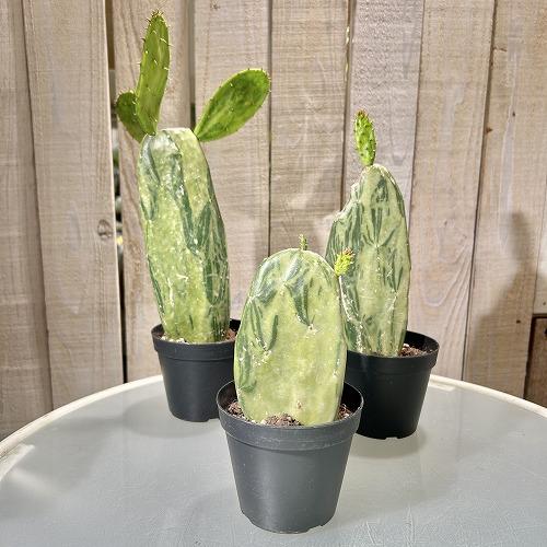 観葉植物 オプンチア コケニリフェラ バリエガータ 3号硬質黒ポット