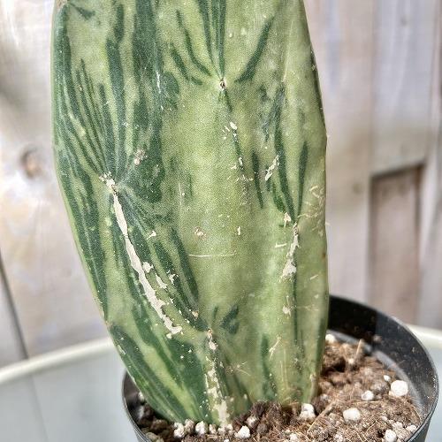 観葉植物 オプンチア コケニリフェラ バリエガータ 3号硬質黒ポット