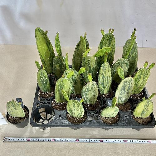 人気植物‼️ 野狐Opuntia pycnantha レア種　カット苗 大変可愛い 観葉植物 オプンチア コケニリフェラ バリエガータ 3号硬質黒ポット