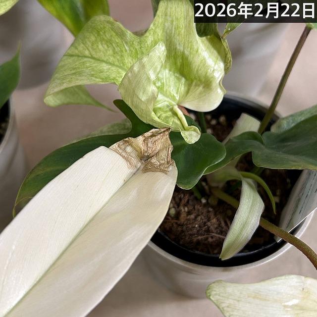 人気　フィロデンドロン フロリダゴースト ミント斑 4号グレー鉢(個体おまかせ1鉢)　観葉植物 インテリアグリーン 室内園芸 おしゃれ 可愛い かわいい |  | 12