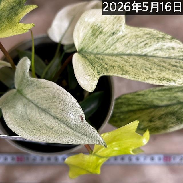 【葉傷みあり】フィロデンドロン フロリダゴースト ミント斑 4号グレー鉢(個体おまかせ1鉢)　人気 観葉植物 インテリアグリーン 室内園芸 おしゃれ かわいい |  | 14