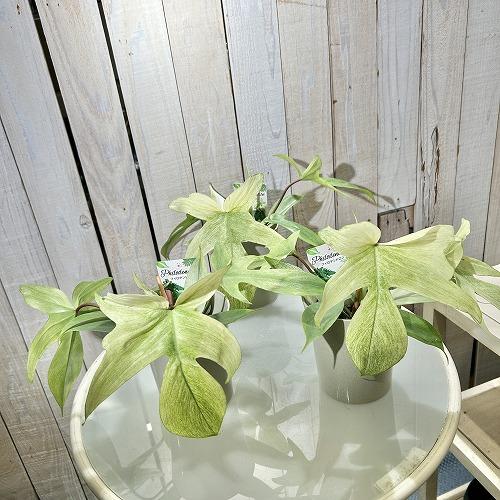 人気　フィロデンドロン フロリダゴースト ミント斑 4号グレー鉢(個体おまかせ1鉢)　観葉植物 インテリアグリーン 室内園芸 おしゃれ 可愛い かわいい |  | 01