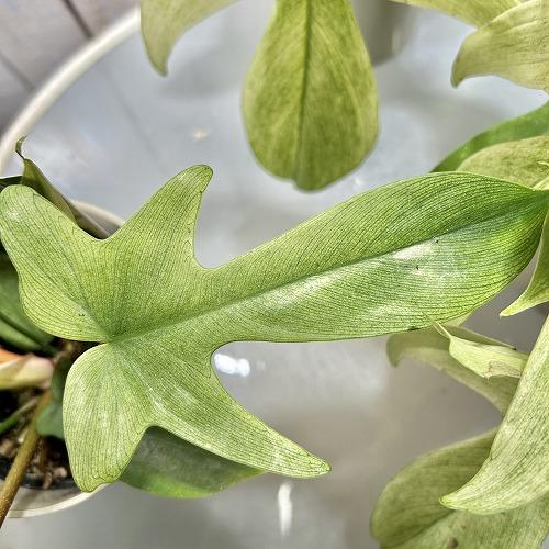 人気　フィロデンドロン フロリダゴースト ミント斑 4号グレー鉢(個体おまかせ1鉢)　観葉植物 インテリアグリーン 室内園芸 おしゃれ 可愛い かわいい |  | 04