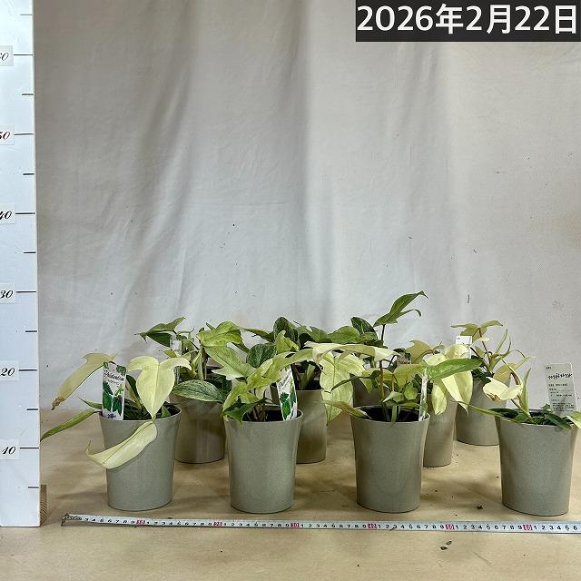 人気　フィロデンドロン フロリダゴースト ミント斑 4号グレー鉢(個体おまかせ1鉢)　観葉植物 インテリアグリーン 室内園芸 おしゃれ 可愛い かわいい |  | 06