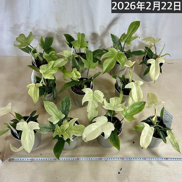 人気　フィロデンドロン フロリダゴースト ミント斑 4号グレー鉢(個体おまかせ1鉢)　観葉植物 インテリアグリーン 室内園芸 おしゃれ 可愛い かわいい |  | 07