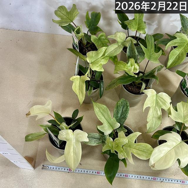 人気　フィロデンドロン フロリダゴースト ミント斑 4号グレー鉢(個体おまかせ1鉢)　観葉植物 インテリアグリーン 室内園芸 おしゃれ 可愛い かわいい |  | 08