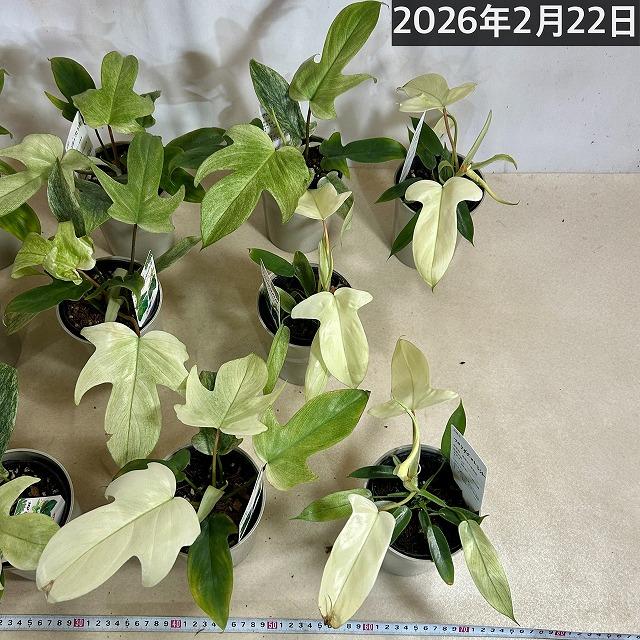 人気　フィロデンドロン フロリダゴースト ミント斑 4号グレー鉢(個体おまかせ1鉢)　観葉植物 インテリアグリーン 室内園芸 おしゃれ 可愛い かわいい |  | 09