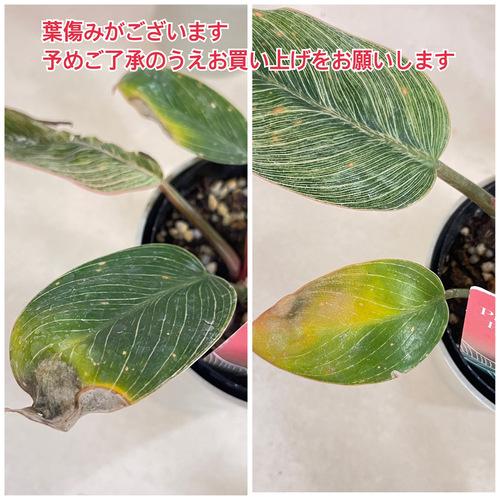 【訳あり葉傷みあり】観葉植物　フィロデンドロン ピンクバーキン(品種登録出願中) 4号グレー鉢(個体おまかせ1鉢)　インテリアグリーン 室内園芸 可愛い |  | 10
