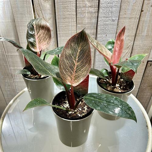 【訳あり葉傷みあり】観葉植物　フィロデンドロン ピンクバーキン(品種登録出願中) 4号グレー鉢(個体おまかせ1鉢)　インテリアグリーン 室内園芸 可愛い |  | 01