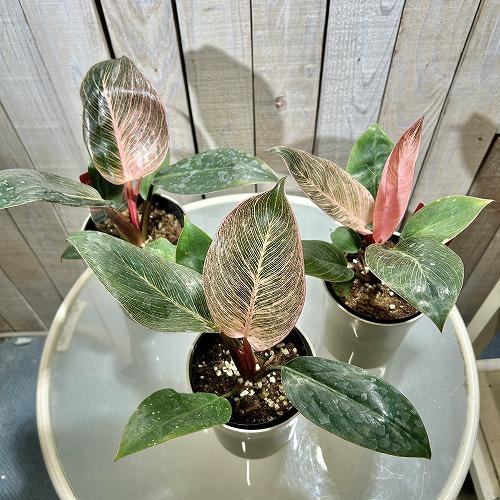 【訳あり葉傷みあり】観葉植物　フィロデンドロン ピンクバーキン(品種登録出願中) 4号グレー鉢(個体おまかせ1鉢)　インテリアグリーン 室内園芸 可愛い |  | 02