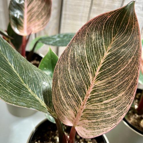 【訳あり葉傷みあり】観葉植物　フィロデンドロン ピンクバーキン(品種登録出願中) 4号グレー鉢(個体おまかせ1鉢)　インテリアグリーン 室内園芸 可愛い |  | 03