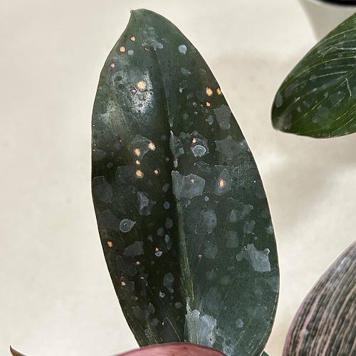 【訳あり葉傷みあり】観葉植物　フィロデンドロン ピンクバーキン(品種登録出願中) 4号グレー鉢(個体おまかせ1鉢)　インテリアグリーン 室内園芸 可愛い |  | 06