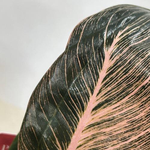 【訳あり葉傷みあり】観葉植物　フィロデンドロン ピンクバーキン(品種登録出願中) 4号グレー鉢(個体おまかせ1鉢)　インテリアグリーン 室内園芸 可愛い |  | 07