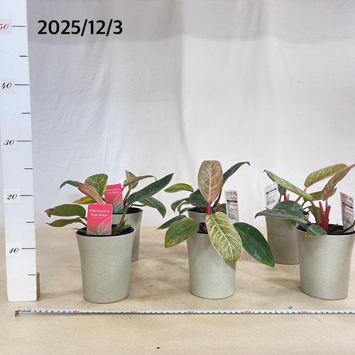 【訳あり葉傷みあり】観葉植物　フィロデンドロン ピンクバーキン(品種登録出願中) 4号グレー鉢(個体おまかせ1鉢)　インテリアグリーン 室内園芸 可愛い |  | 08