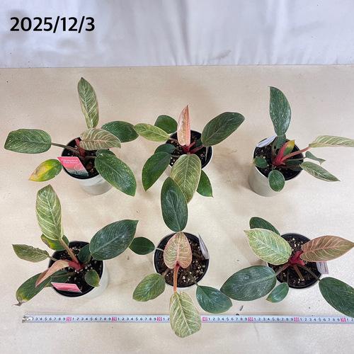 【訳あり葉傷みあり】観葉植物　フィロデンドロン ピンクバーキン(品種登録出願中) 4号グレー鉢(個体おまかせ1鉢)　インテリアグリーン 室内園芸 可愛い |  | 09