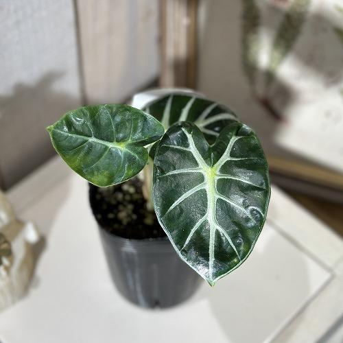 観葉植物 アロカシア ハートバルーン(ベイビー) 3号ロングポット