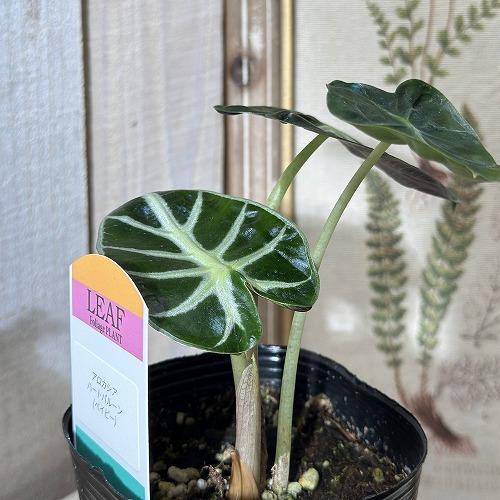 観葉植物 アロカシア ハートバルーン(ベイビー) 3号ロングポット