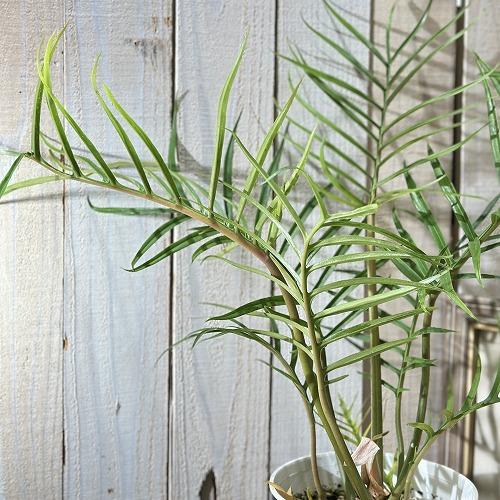 お買い得】観葉植物 フィロデンドロン トータム(トルツム) 6号(個体