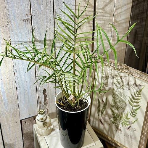 お買い得】観葉植物 フィロデンドロン トータム(トルツム) 6号(個体