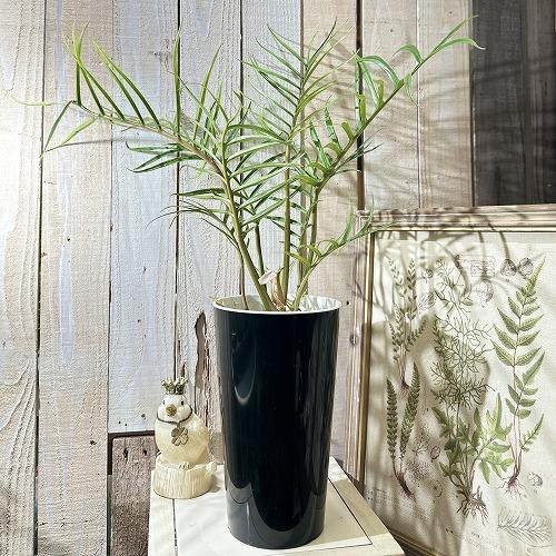 お買い得】観葉植物 フィロデンドロン トータム(トルツム) 6号(個体