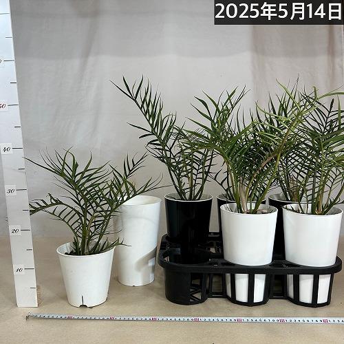 お買い得】観葉植物 フィロデンドロン トータム(トルツム) 6号(個体
