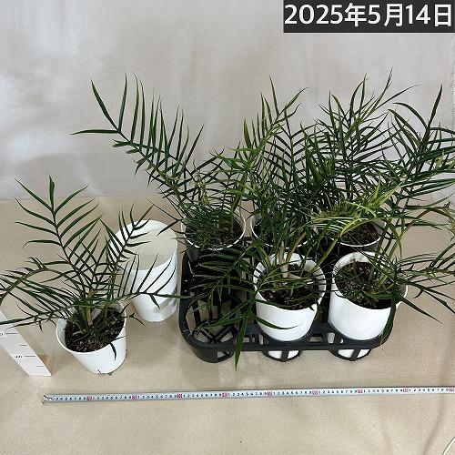 お買い得】観葉植物 フィロデンドロン トータム(トルツム) 6号(個体
