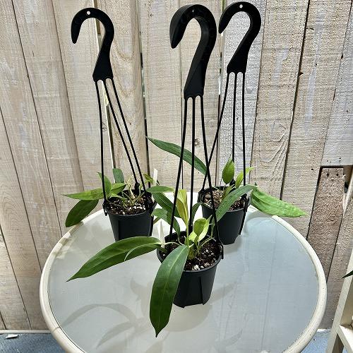 アンスリウム　ウェンドリンゲリ　7号　吊り鉢 観葉植物 アンスリウム ウェンドリンゲリー 3.5号吊り鉢(個体おまかせ1