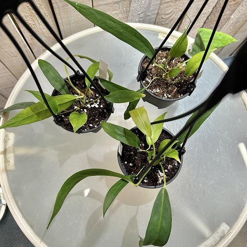 観葉植物 アンスリウム ウェンドリンゲリー 3.5号吊り鉢(個体おまかせ1