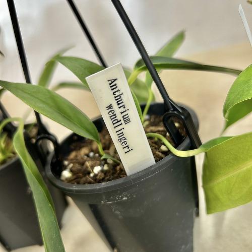 観葉植物 アンスリウム ウェンドリンゲリー 3.5号吊り鉢(個体おまかせ1
