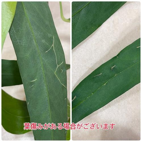 観葉植物 アンスリウム ウェンドリンゲリー 3.5号吊り鉢(個体おまかせ1