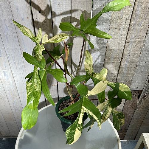 観葉植物 フィロデンドロン フロリダビューティー 5号底面給水鉢(現品