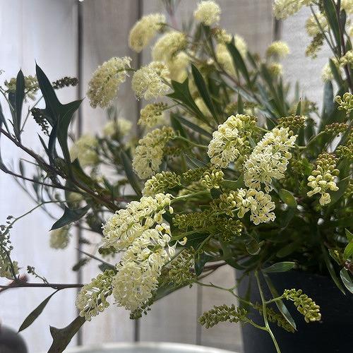 オージープランツ　グラヴィエラ シナフィエ(グラビエラ シナフィー)(個体おまかせ1鉢)　庭木 花木 オシャレ カワイイ 可愛い オーストラリア |  | 01