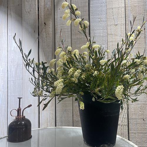 オージープランツ　グラヴィエラ シナフィエ(グラビエラ シナフィー)(個体おまかせ1鉢)　庭木 花木 オシャレ カワイイ 可愛い オーストラリア |  | 02