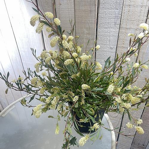 オージープランツ　グラヴィエラ シナフィエ(グラビエラ シナフィー)(個体おまかせ1鉢)　庭木 花木 オシャレ カワイイ 可愛い オーストラリア |  | 03