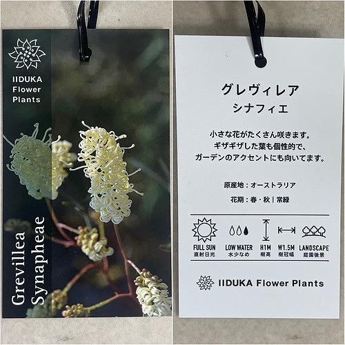 オージープランツ　グラヴィエラ シナフィエ(グラビエラ シナフィー)(個体おまかせ1鉢)　庭木 花木 オシャレ カワイイ 可愛い オーストラリア |  | 04