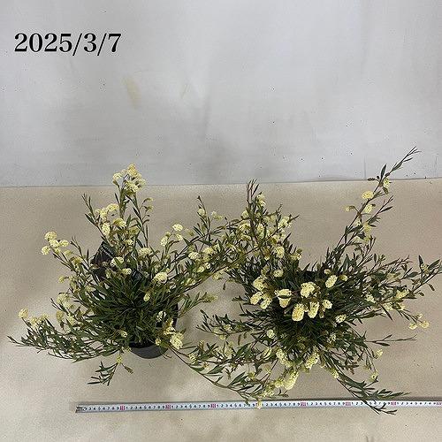 オージープランツ　グラヴィエラ シナフィエ(グラビエラ シナフィー)(個体おまかせ1鉢)　庭木 花木 オシャレ カワイイ 可愛い オーストラリア |  | 06