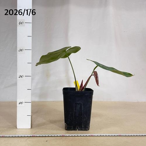 観葉植物 アンスリウム ブラックベルベット×マグニフィカム 5号角鉢