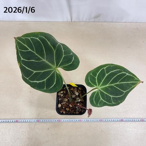 観葉植物 アンスリウム ブラックベルベット×マグニフィカム 5号角鉢