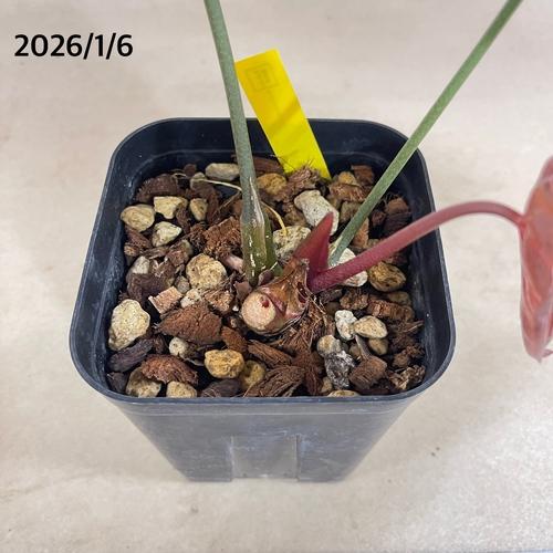 観葉植物 アンスリウム ブラックベルベット×マグニフィカム 5号角鉢