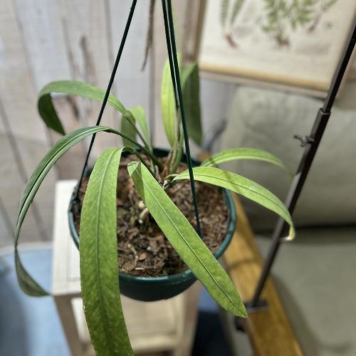 観葉植物 アンスリウム ビッタリフォリウム 7号吊り鉢(個体おまかせ1鉢