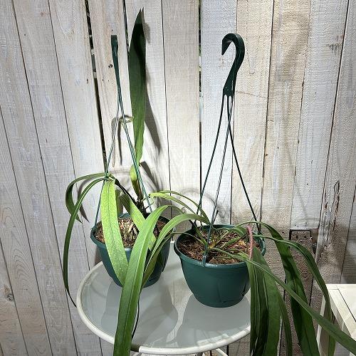 観葉植物 アンスリウム ビッタリフォリウム 7号吊り鉢(個体おまかせ1鉢