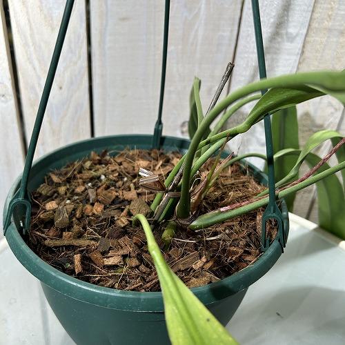 ロング　アンスリウム　ビッタリフォリウム　6号鉢 アンスリウム ビッタリフォリウム 6号鉢 ② アンスリウム