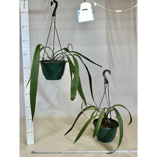 観葉植物 アンスリウム ビッタリフォリウム 7号吊り鉢(個体