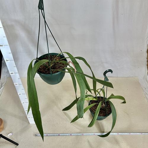 観葉植物 アンスリウム ビッタリフォリウム 7号吊り鉢(個体おまかせ1鉢