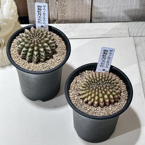 多肉植物　ギムノカリキウム 無刺牡丹玉石化 2.5号(個体おまかせ1鉢)　インテリアグリーン 室内園芸 おしゃれ 可愛い かわいい |  | 01