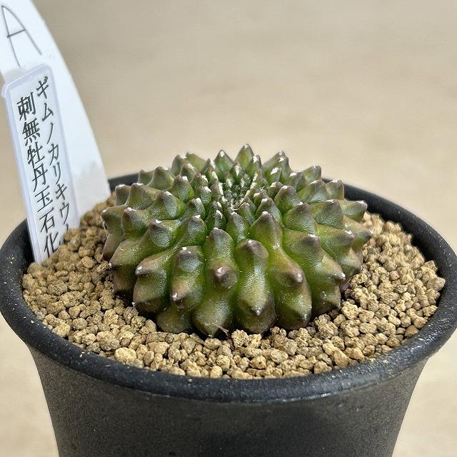 個体A】サボテン ギムノカリキウム 無刺牡丹玉石化 2.5号(現品