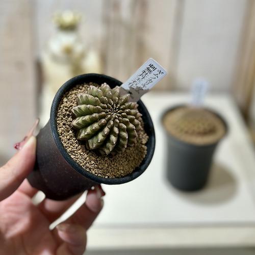 多肉植物　ギムノカリキウム 無刺牡丹玉石化 2.5号(個体おまかせ1鉢)　インテリアグリーン 室内園芸 おしゃれ 可愛い かわいい |  | 02