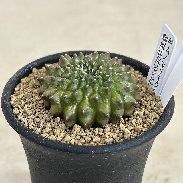 観葉植物 ギムノカリキウム (サボテン) 個体A】サボテン ギムノカリキウム 無刺牡丹玉石化 2.5号(現品