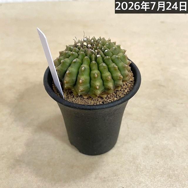 個体A】サボテン ギムノカリキウム 無刺牡丹玉石化 2.5号(現品