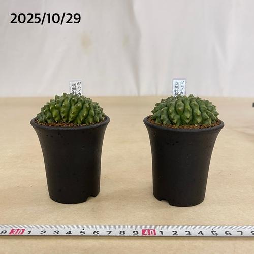 多肉植物　ギムノカリキウム 無刺牡丹玉石化 2.5号(個体おまかせ1鉢)　インテリアグリーン 室内園芸 おしゃれ 可愛い かわいい |  | 03